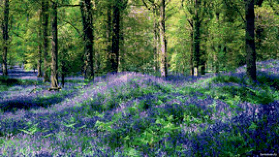 Весенний лес - природа, весна, цветы. лес - предпросмотр