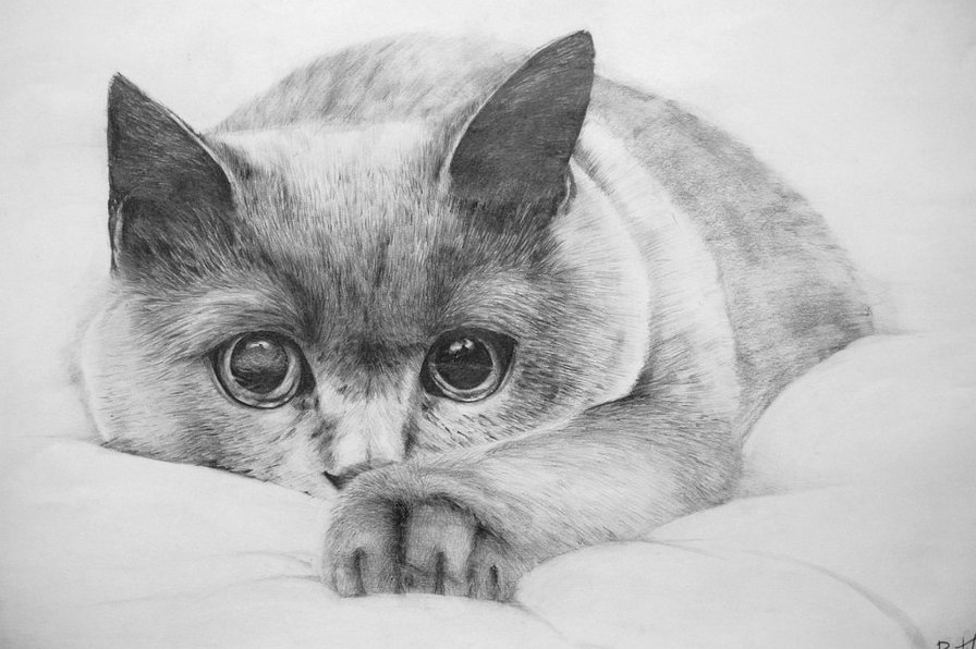 кошка карандашный рисунок монохром - котенок, чорно-белое, монохром, кот, кошка - оригинал