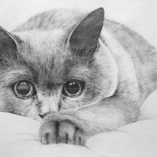 кошка карандашный рисунок монохром
