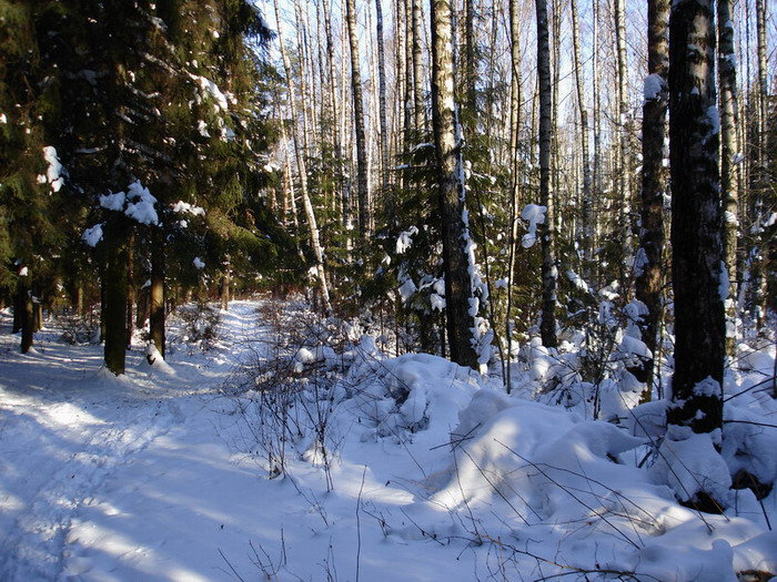 зимний лес - пейзаж, природа, зима, лес - оригинал