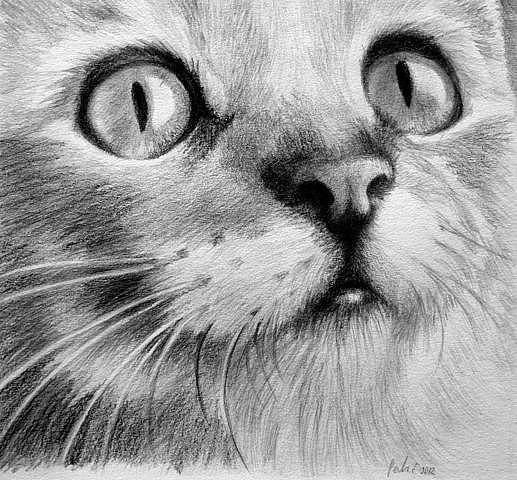 мордочка монохром - кот, монохром, котик, чрно-белое, котенок - оригинал