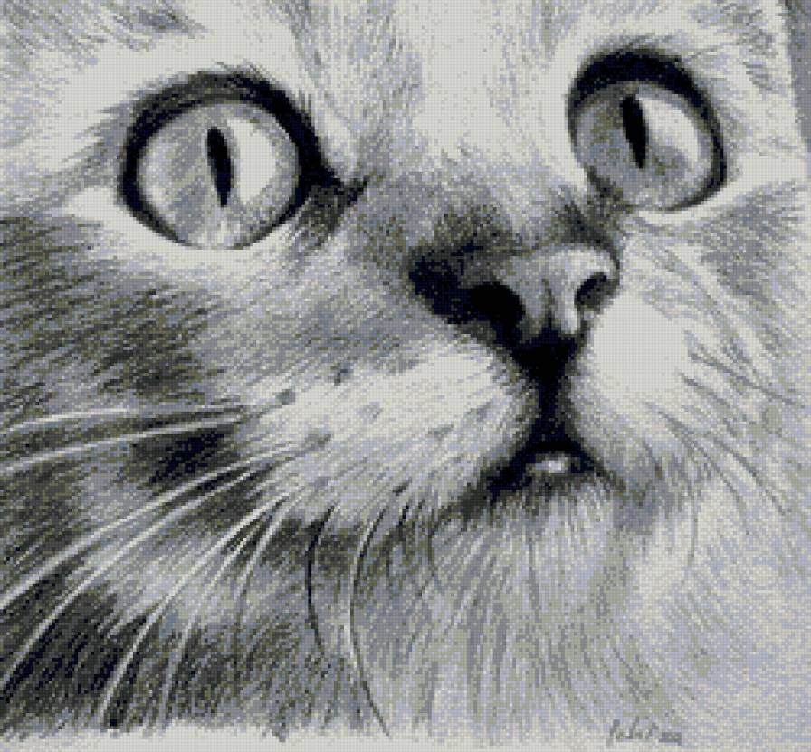 мордочка монохром - монохром, чрно-белое, кот, котик, котенок - предпросмотр