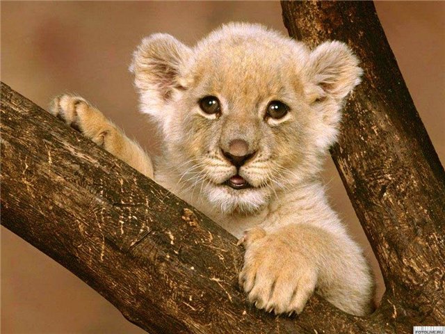 левик малыш - оригинал