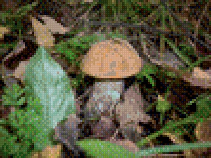 Боровичок - лес, лето, грибы - предпросмотр