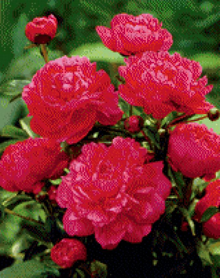 пионы - предпросмотр