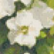 Предпросмотр схемы вышивки «белая петуния» (№913196)