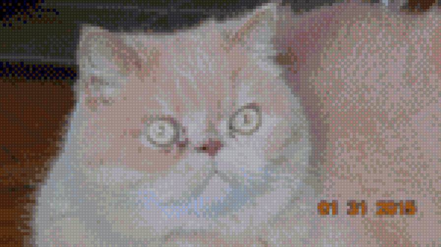 Котэ Персик - кот, животные - предпросмотр