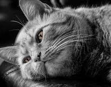 Схема вышивки «котик»