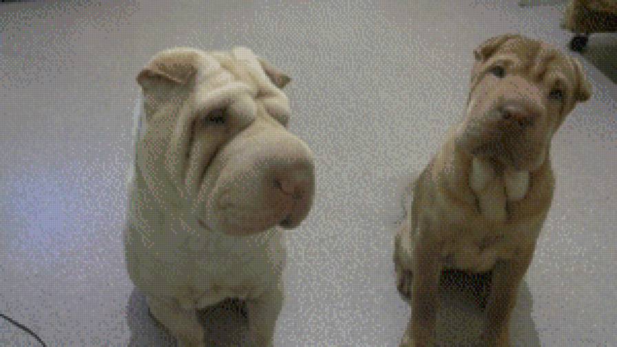 Шар-пей - предпросмотр