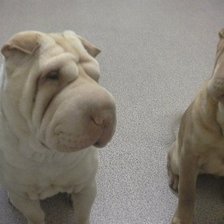 Схема вышивки «Шар-пей»