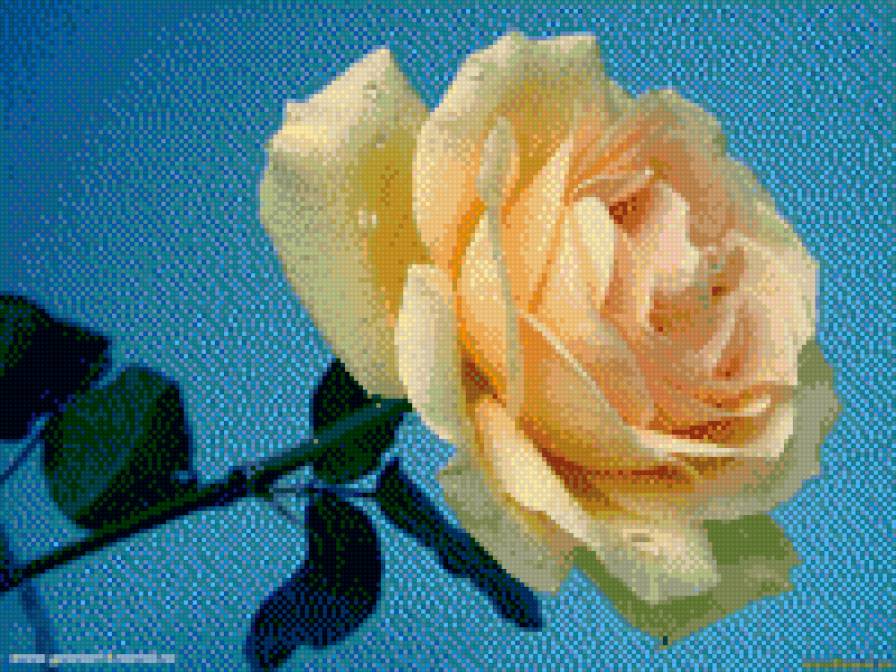 Кремовая роза - роза, цветы, роза на голубом - предпросмотр