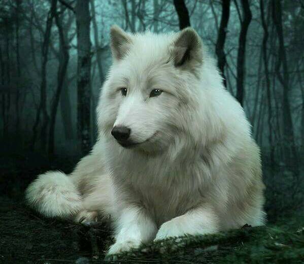 Lobo - animales - оригинал