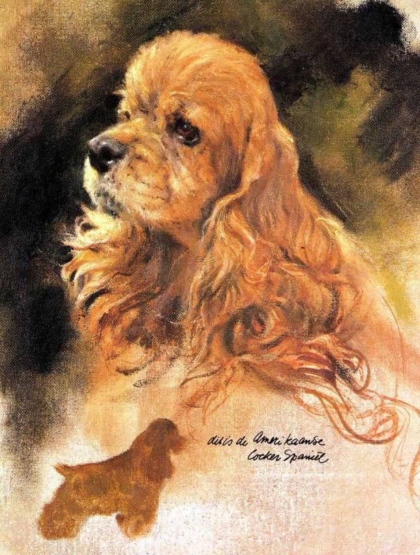 кокер-спаниель - оригинал