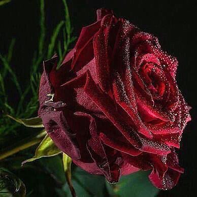 Roza - оригинал