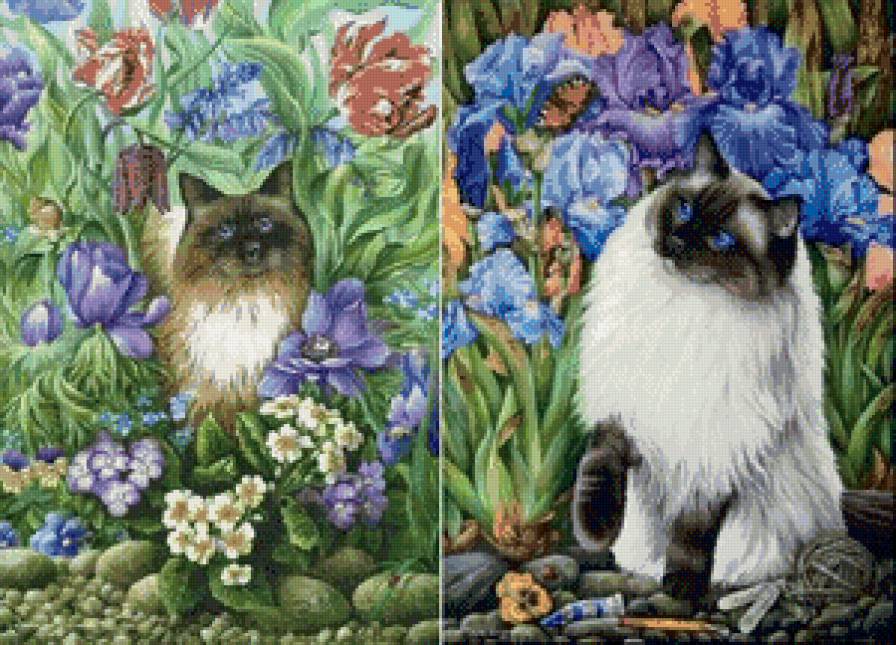 красавчики - коты, кот - предпросмотр