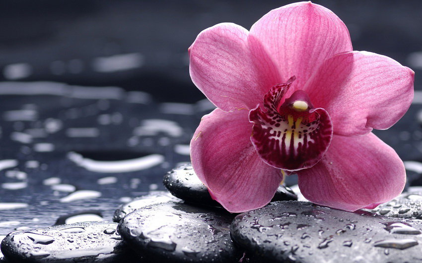Нежная орхидея - цветок, орхидея, капли - оригинал
