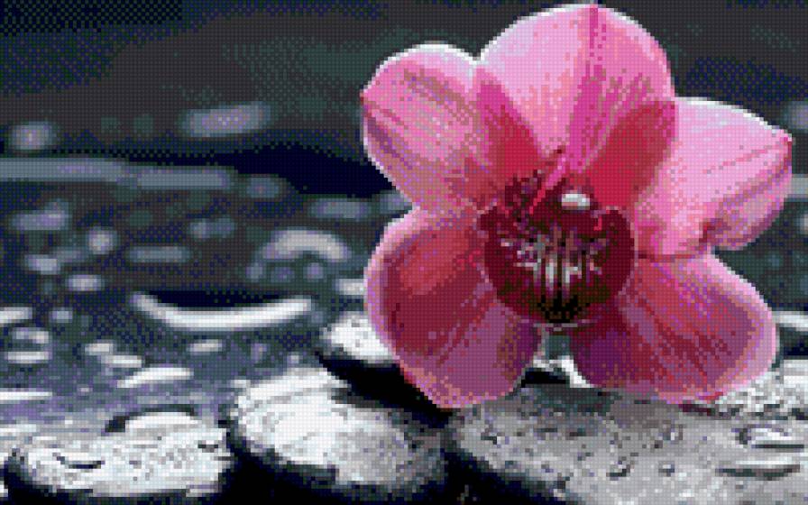 Нежная орхидея - цветок, капли, орхидея - предпросмотр