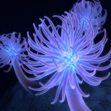 Схема вышивки «jellyfish»