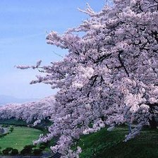 Схема вышивки «№914010»