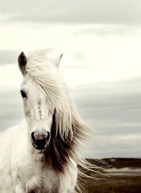 Лошадь - лошадь, животное, красотка - оригинал