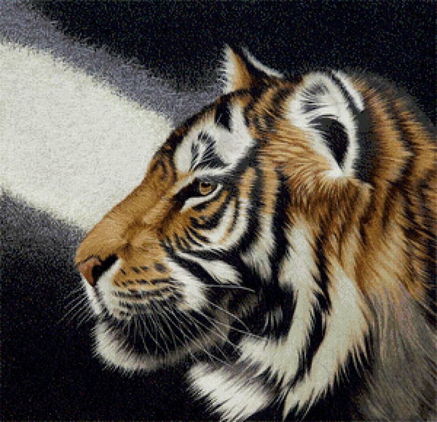Тигр - тигр, живитные - предпросмотр