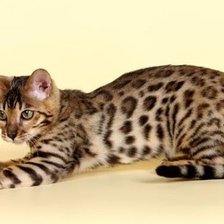 Схема вышивки «№914368»