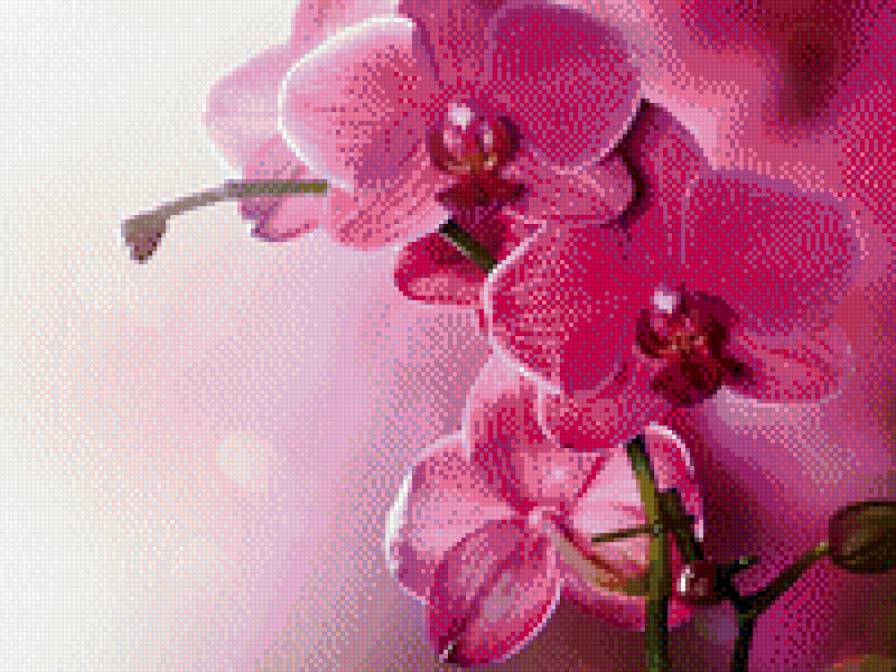 Розовые орхидеи - орхидеи, цветы - предпросмотр