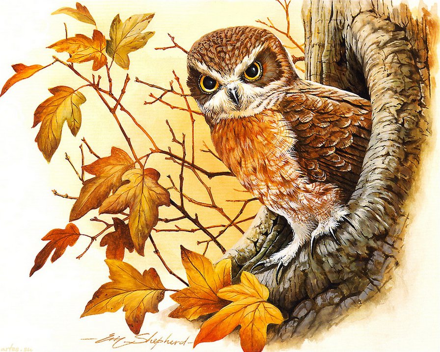 мудрая сова - животные, сова, птица, осень, мудрость, дерево - оригинал