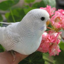 Схема вышивки «№914737»