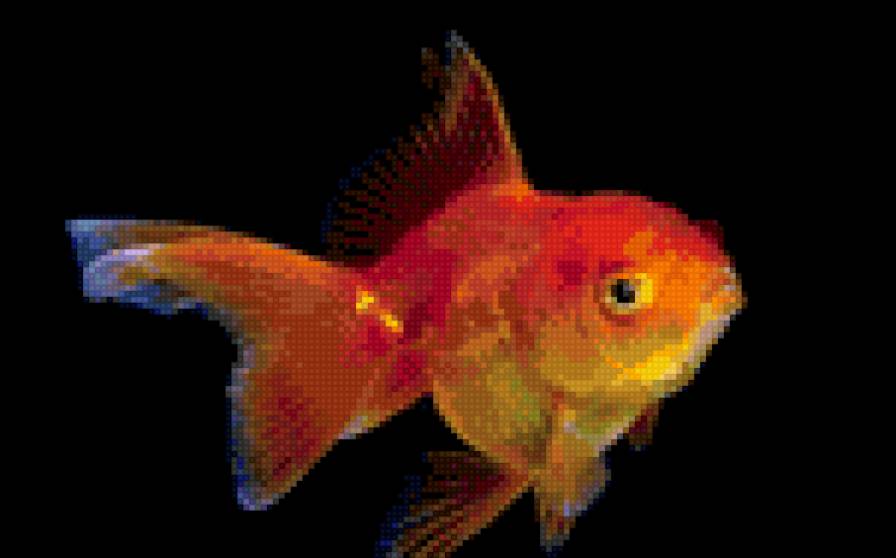 золотая рыбка - рыбка - предпросмотр