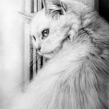 белая кошка монохром