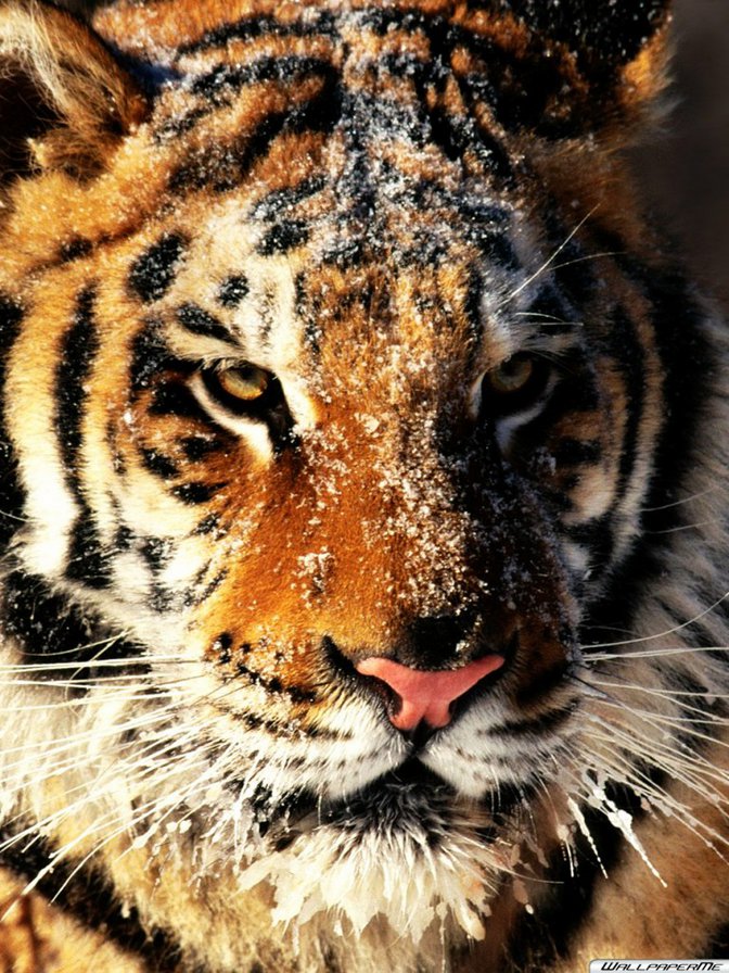 Тигр в снегу - тигр, животные, снег, дикие - оригинал