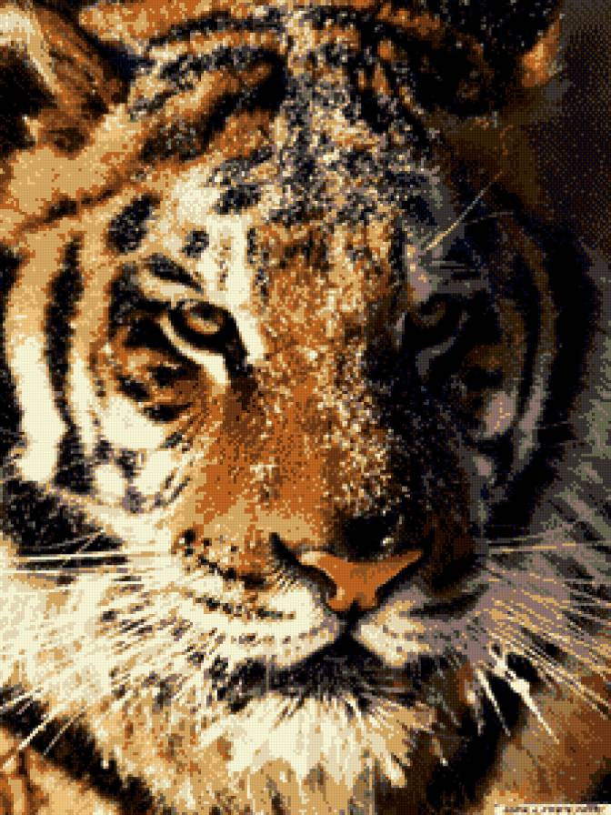 Тигр в снегу - тигр, снег, дикие, животные - предпросмотр