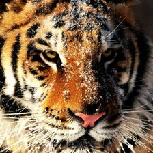 Схема вышивки «Тигр в снегу»