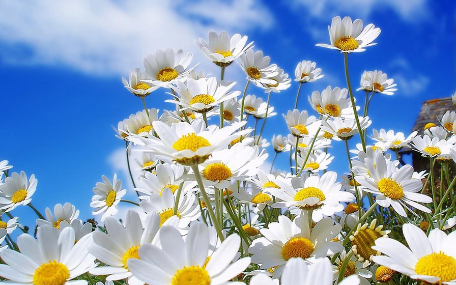 Ромашки - ромашки - оригинал