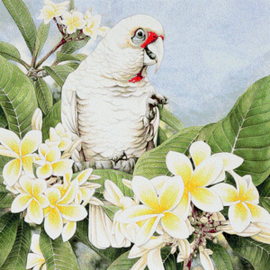 попугай, Heidi Willis - heidi willis, попугай, птица - предпросмотр