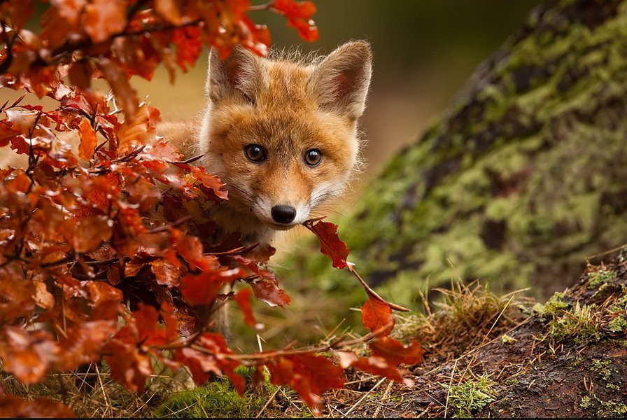 №915122 - оригинал