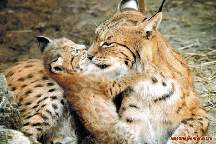 №915129 - оригинал