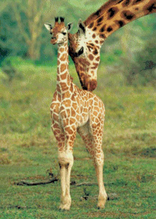 №915138 - предпросмотр