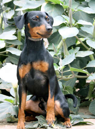 №915241 - оригинал