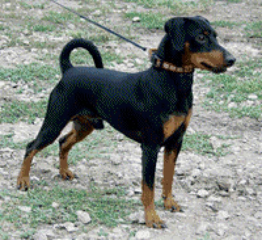 №915242 - предпросмотр