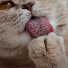 Персиковый кот