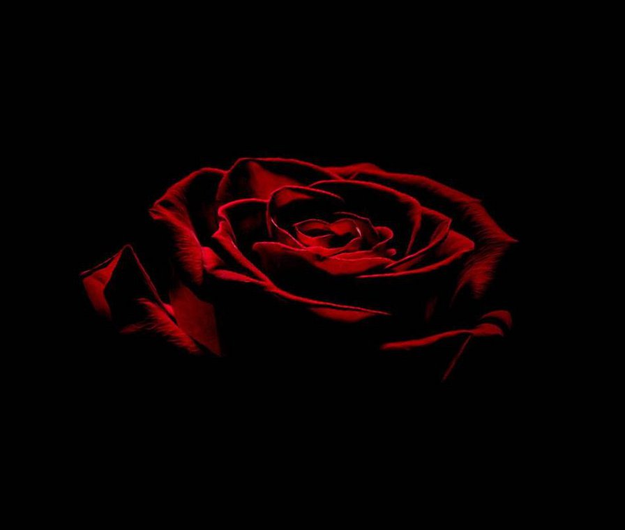 роза5 - оригинал