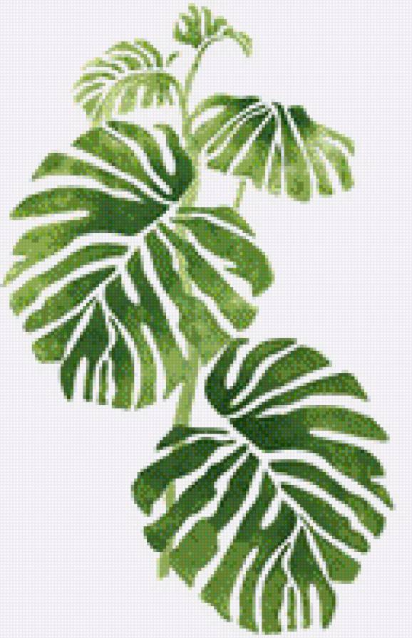 Monstera - предпросмотр