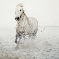 Лошадь - вода, галоп, брызги, животное, лошадь - оригинал