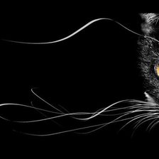 Схема вышивки «Кот»