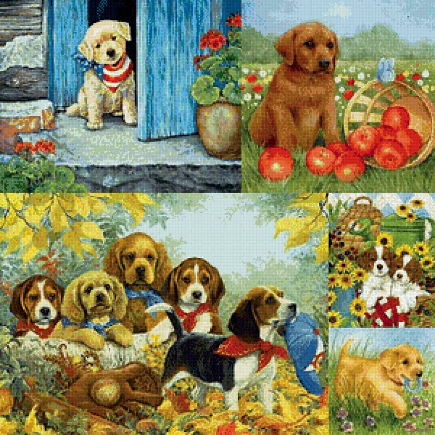 любимчики - собаки - предпросмотр