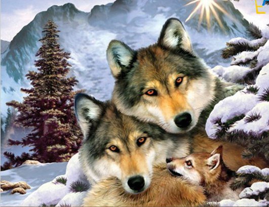 Волки - лес, живитные, природа, волки - оригинал