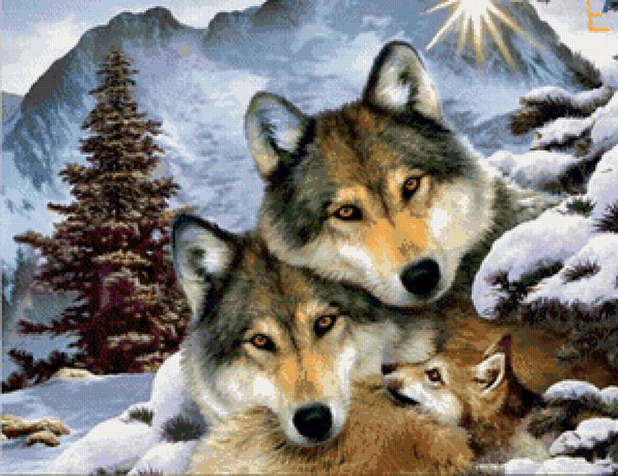 Волки - лес, волки, живитные, природа - предпросмотр