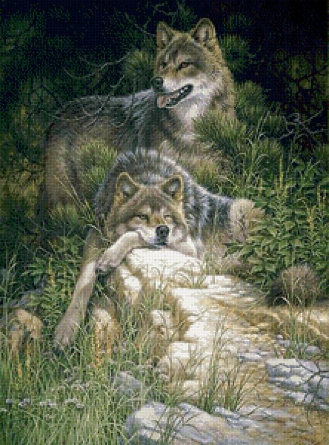 Волки - животные, волки, лес - предпросмотр
